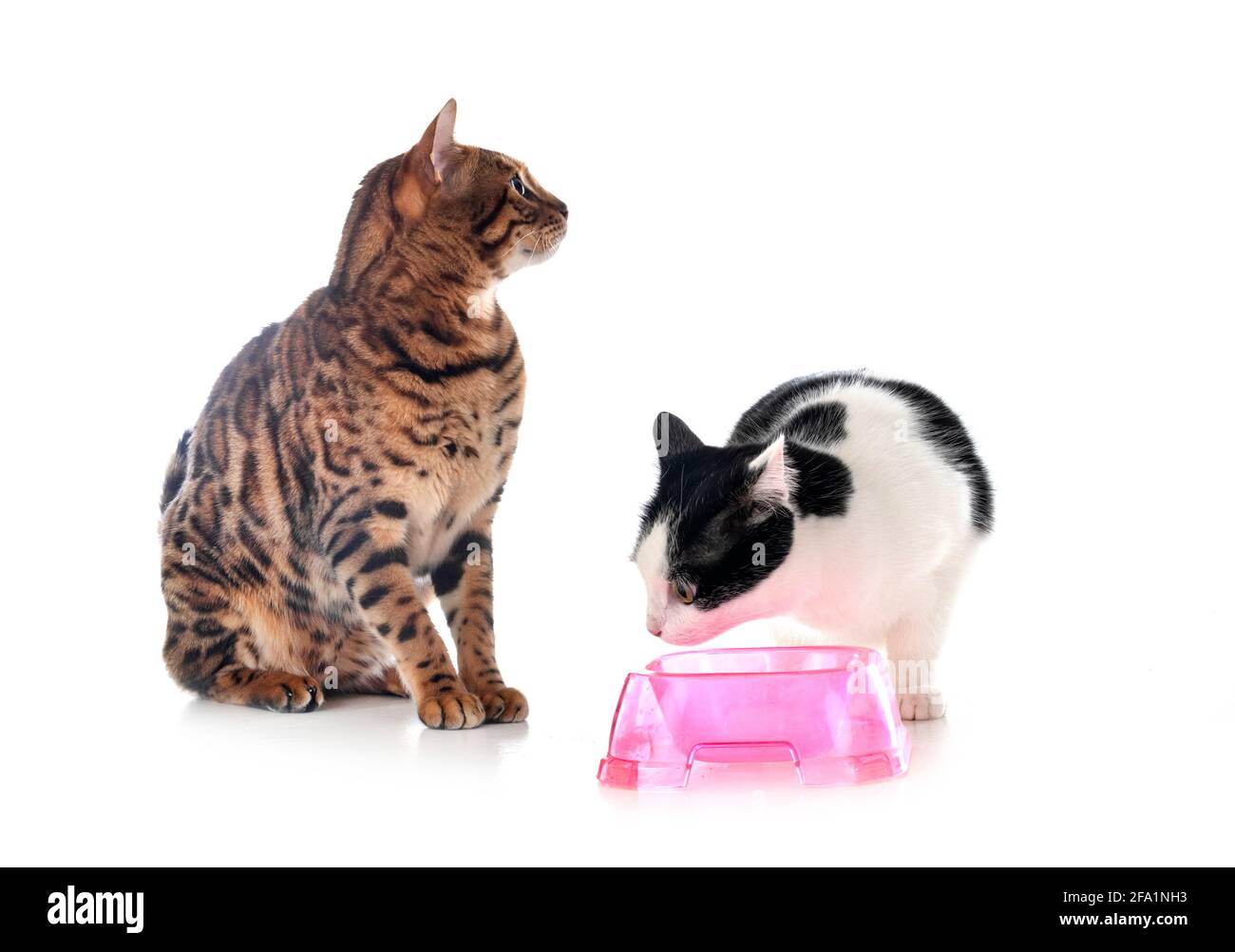feral-Katze und bengalkatze vor weißem Hintergrund Stockfoto