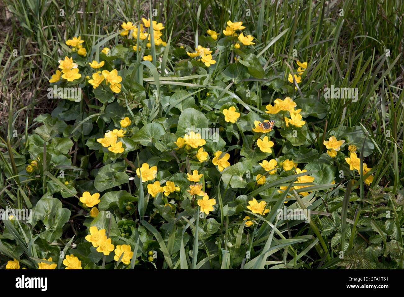 Blütenklumpen von Marigolds oder Kingcups Caltha palustris Im Feuchtgebiet Cricklade North Meadon SSSI UK Stockfoto