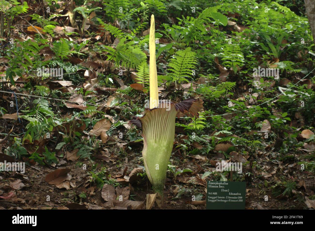 Titan Arum (Amorphophallus titanum) aus Südsumatra blüht in Bogor Botanical Gardens, Bogor, West Java, Indonesien. Stockfoto