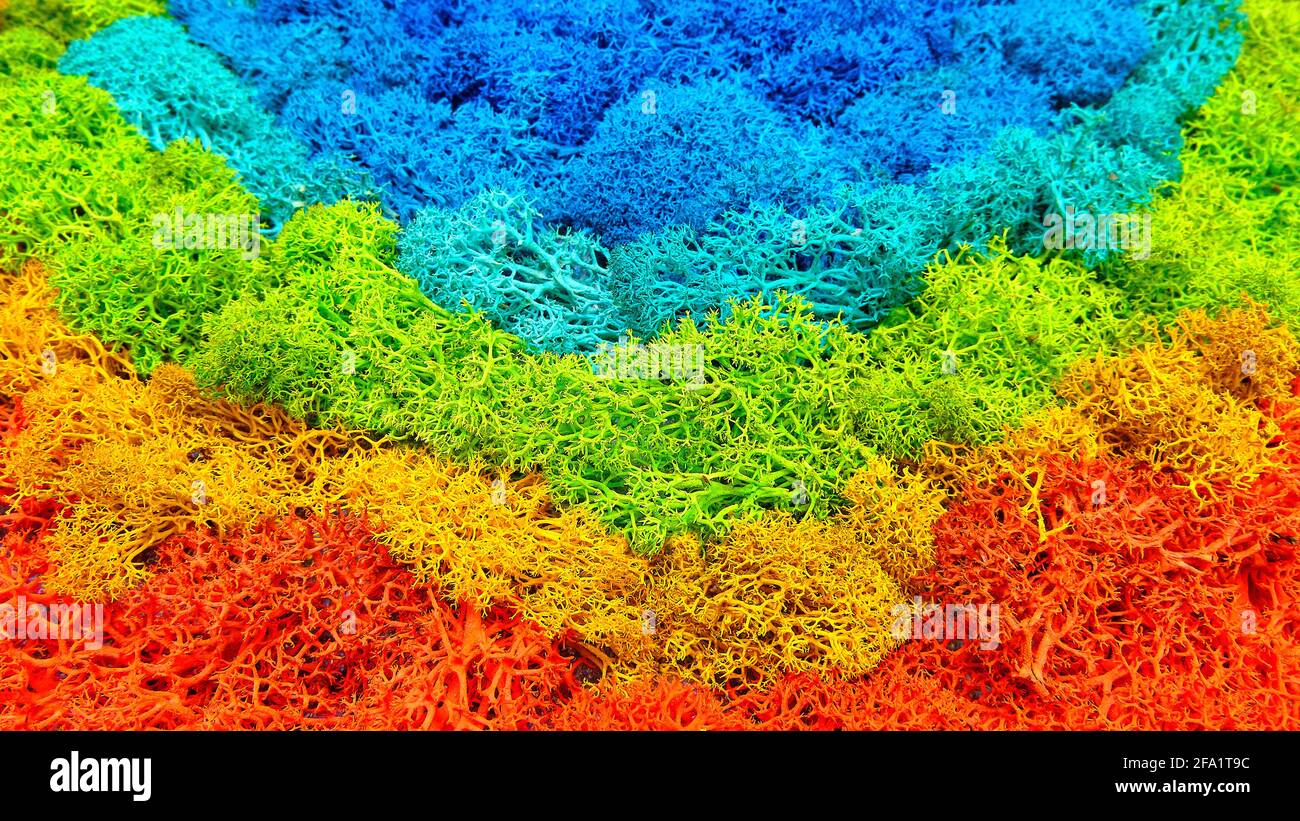 Gefärbtes stabilisiertes Moos. Rote, gelbe, grüne, blaue Farben Stockfoto