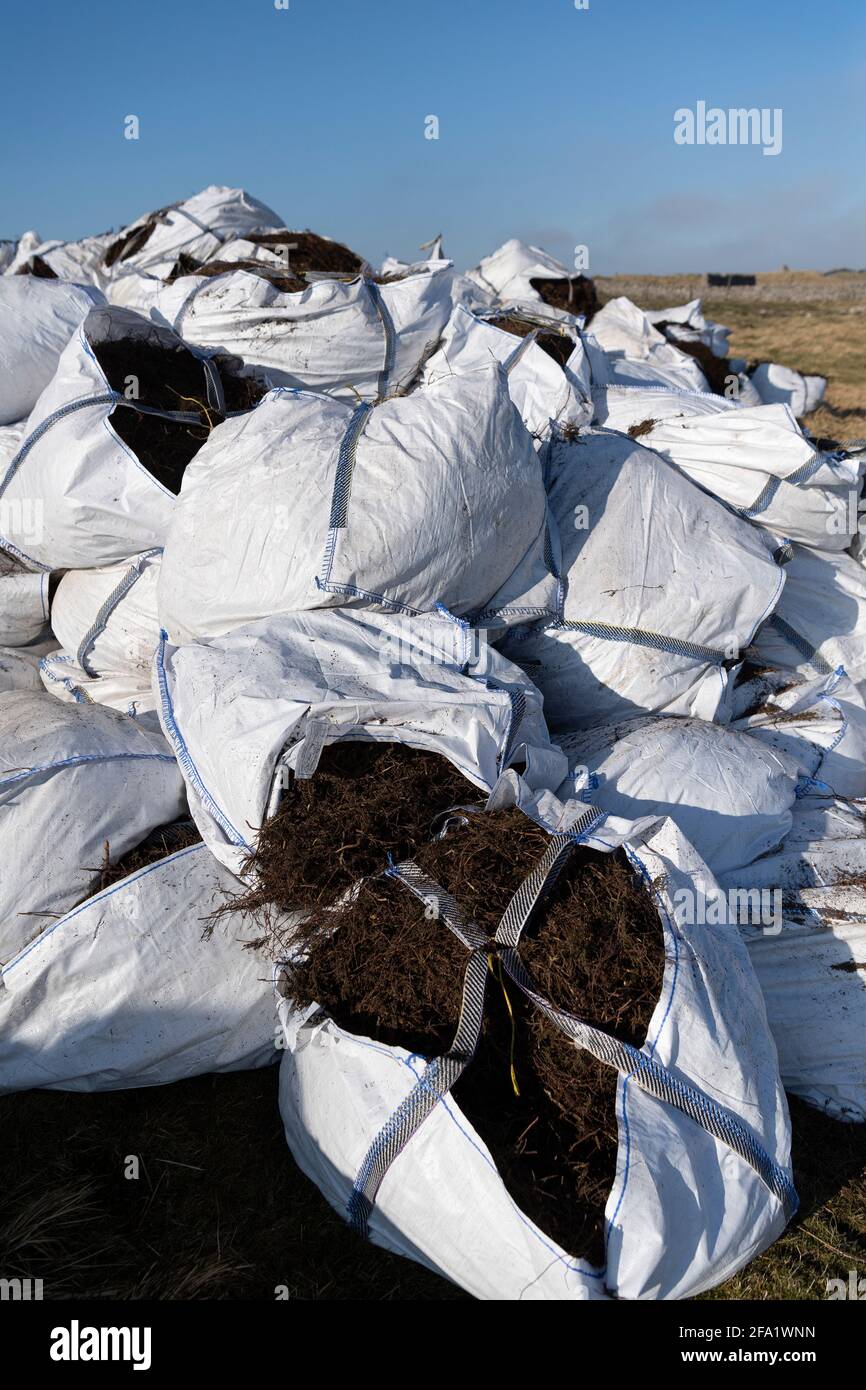 Säcke mit geerntetem Heidekraut, die auf restaurierten Torfböden verstreut werden, um Heidekraut wiederherzustellen. North Yorkshire, Großbritannien. Stockfoto