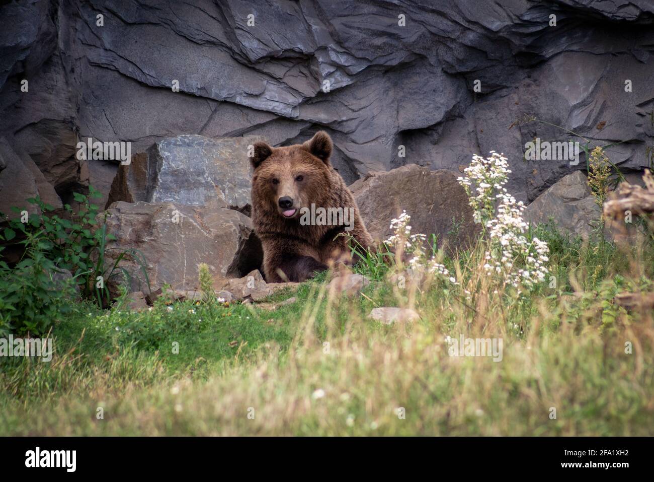 Liegender Kamtschatka-Bär mit ausgestreckter Zunge auf einer Wiese vor einer Felswand. Stockfoto