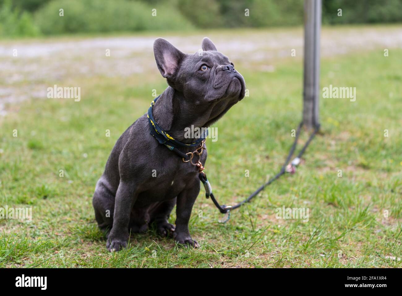 Graue kleine süße französische Bulldogge mit Hundeleine auf einer Wiese. Foto für Tierliebhaber, Hundeliebhaber oder Hintergründe. Stockfoto
