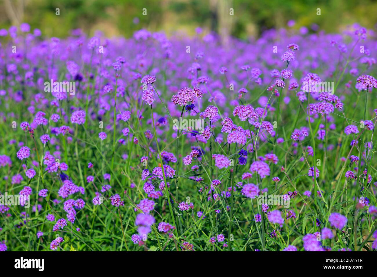 Im Garten unter dem Dach ist eine kleine, weiche, violette Blume geschlossen Morgensonne leuchtet in weichem, süßrosa Ton Stockfoto