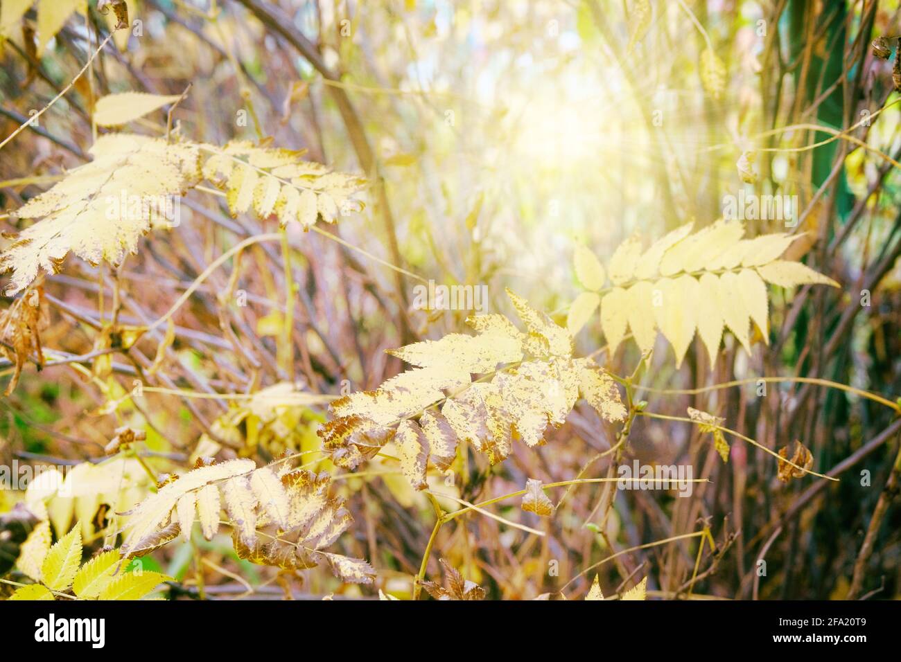 Der Herbst geht auf die Sonne. Gelbe Herbstblätter im malerischen Herbstpark. Im Freien. Sonniger Tag, warmes Wetter. Stockfoto