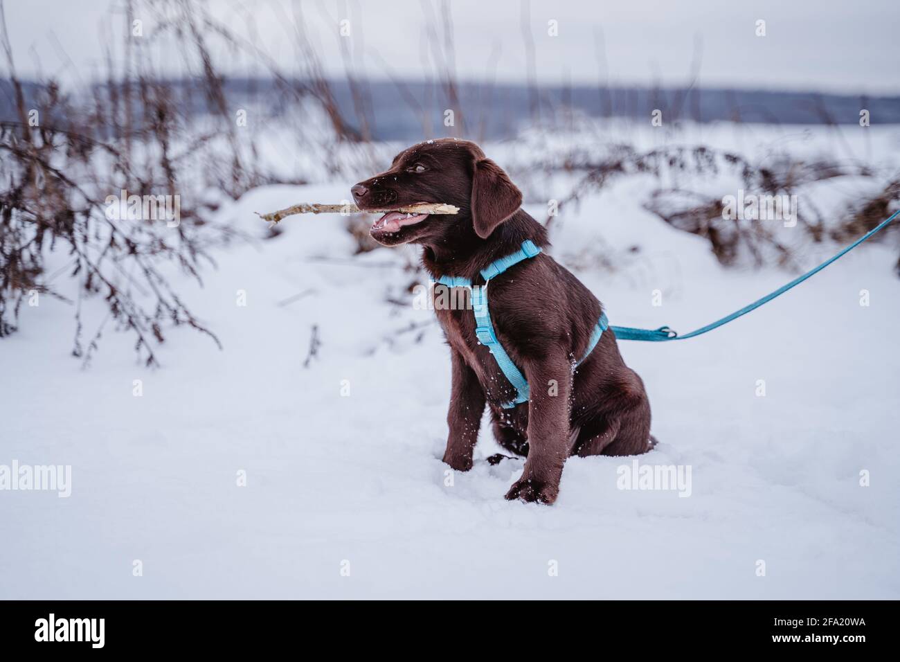 Niedlicher ungeschicker labrador-Welpe spielt im Schnee, hat Spaß, schnüffelt im Wald und den Blättern und läuft in Deutschland. Das Fell ist braun. Stockfoto