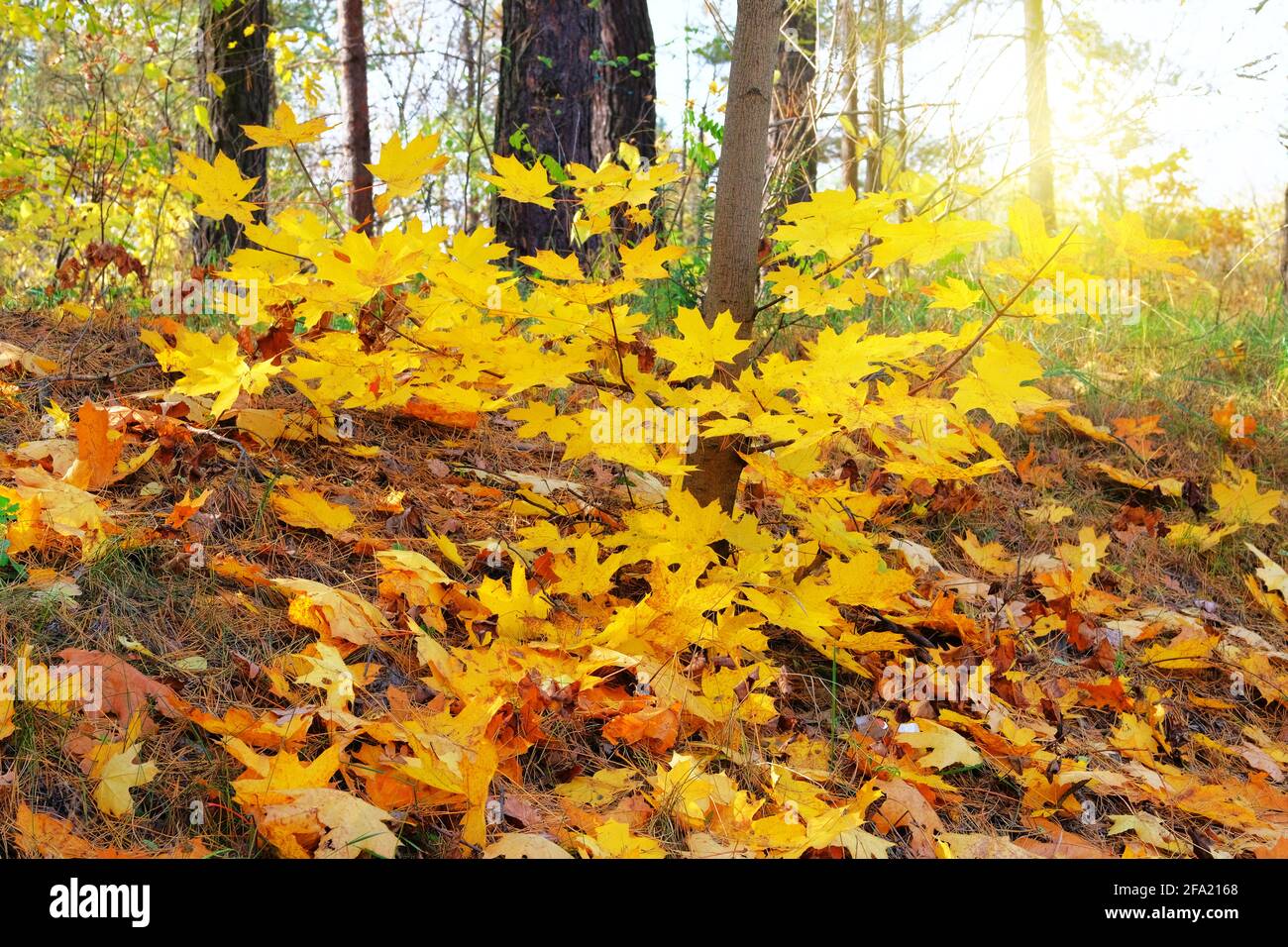 Gelbe, orange, braune Blätter auf dem Boden in der Herbstsaison. Parken Sie in der Stadt. Ahorn, gelbes Laub. Sonnenlicht. Stockfoto