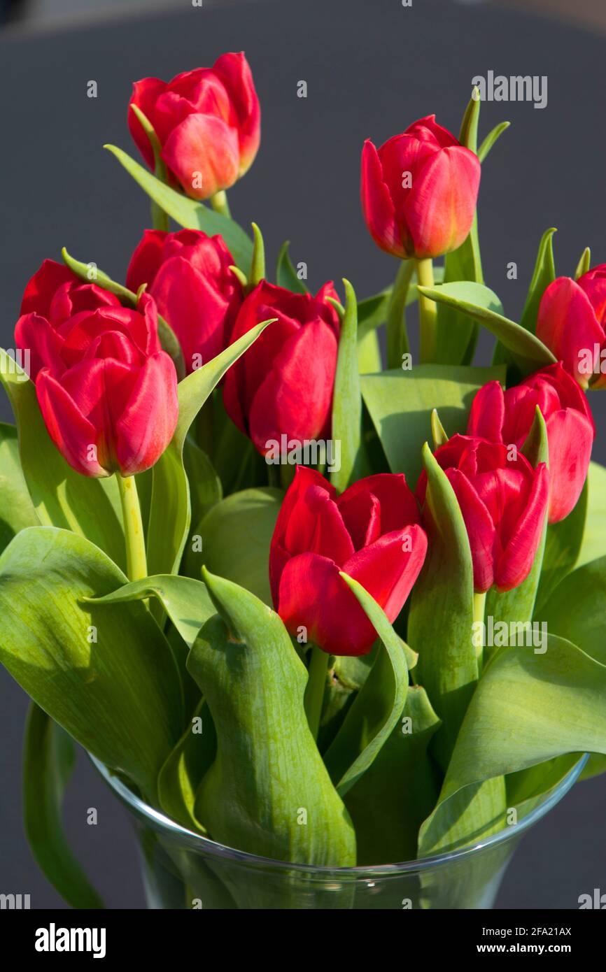 Schöne rote Tulpen in der klaren Vase über dunkelgrau Wandhintergrund Stockfoto
