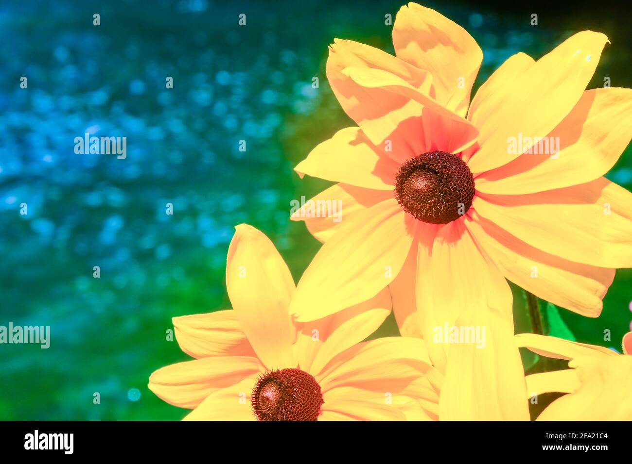 Gelbe Afrikanische Gänseblümchen. Leuchtend gelbe Blüte von Osteospermum oder Dimorphotheca. Nahaufnahme der großen Gartenblume auf blaugrünem Bokeh-Hintergrund. Stockfoto