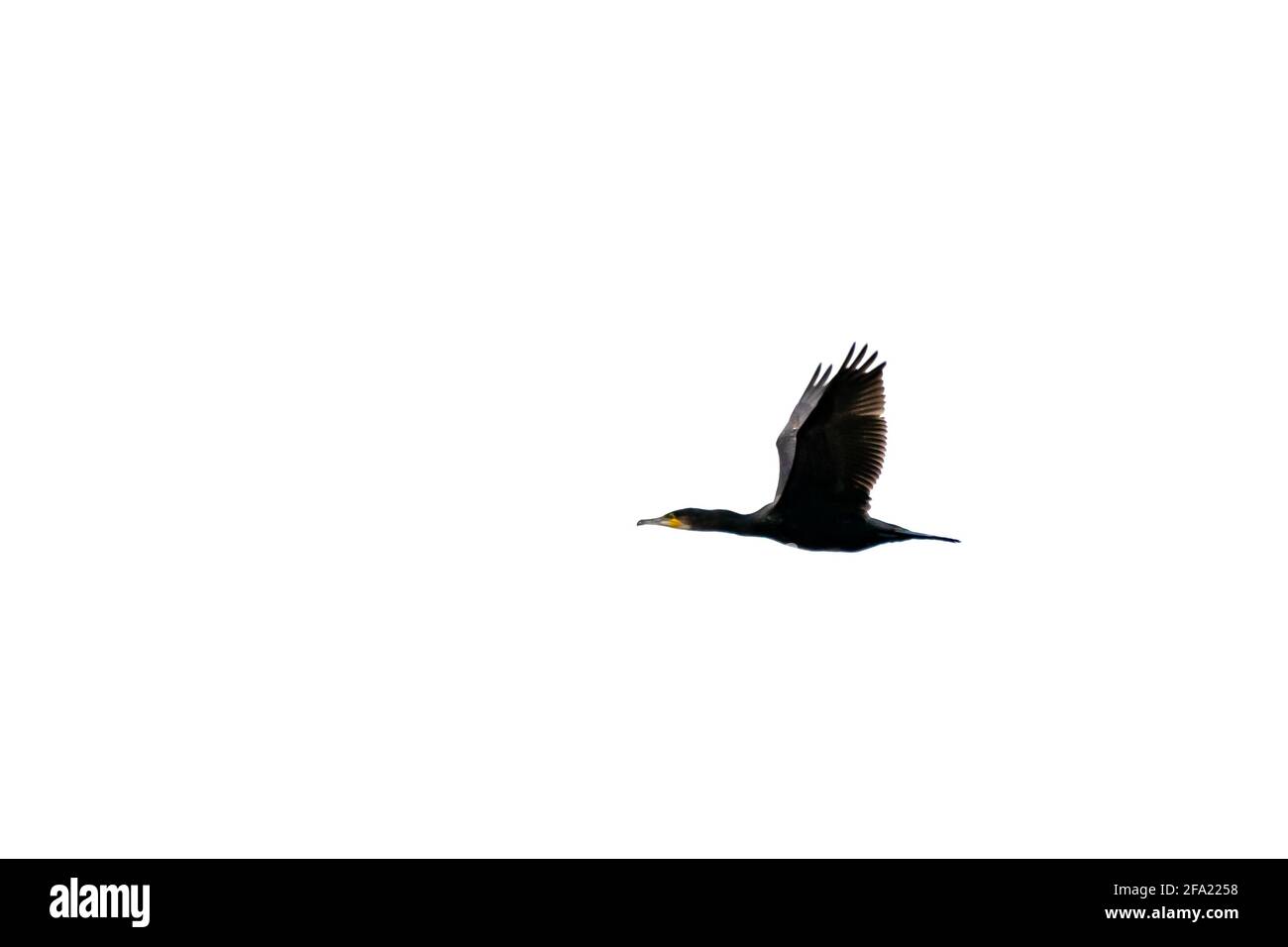 Flug des großen Kormorans in freier Wildbahn Stockfoto