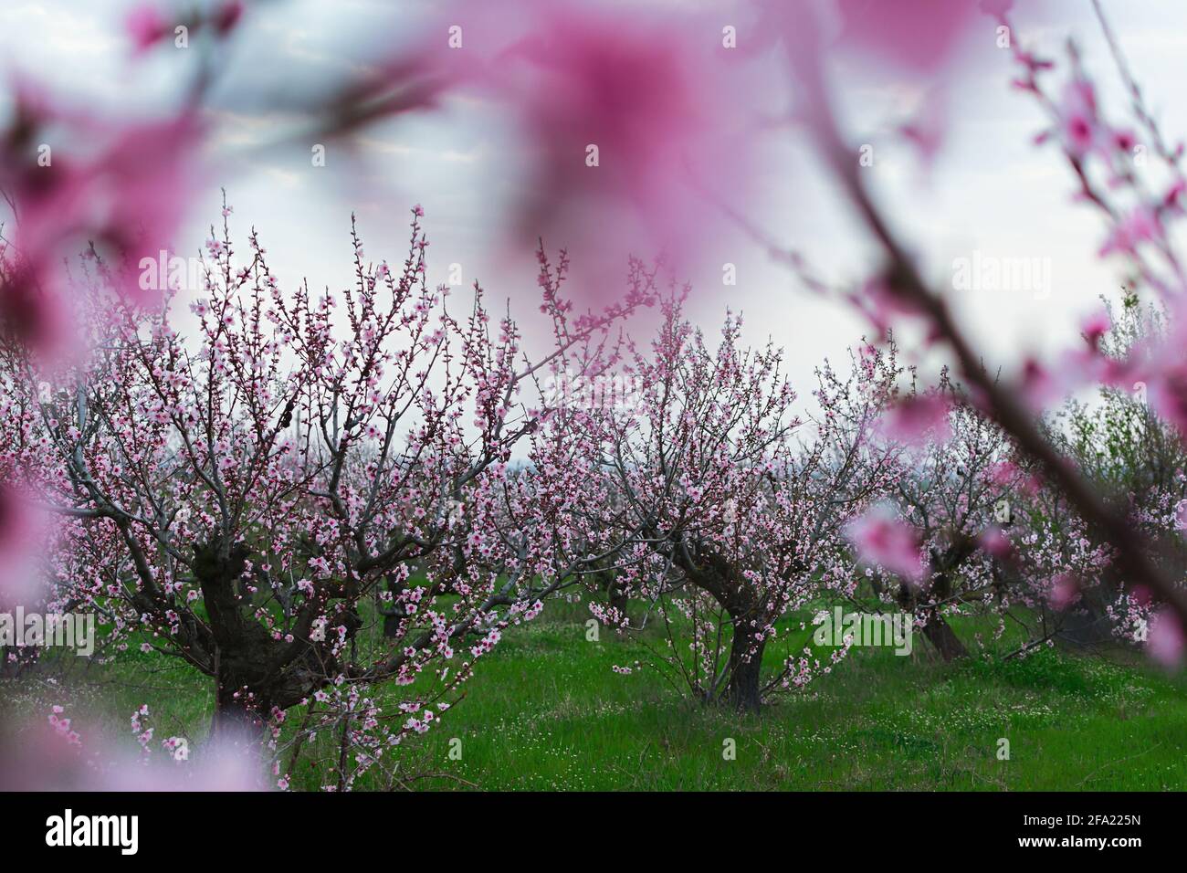 Pfirsichgärten blühen im Frühling. Wunderschöne rosa Landschaft. Zarte Blumen auf den Bäumen. Pfirsichanbau in einem gepflegten Garten. Unglaublich atmosphärisch Stockfoto