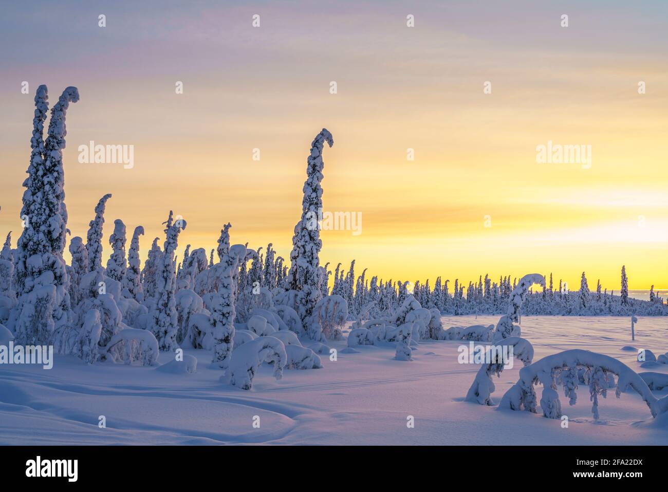 Winterlandschaft bei Sonnenuntergang mit buntem Himmel und Wolken, viel Schnee auf den Bäumen, Schwedisch Lappland, Schweden Stockfoto