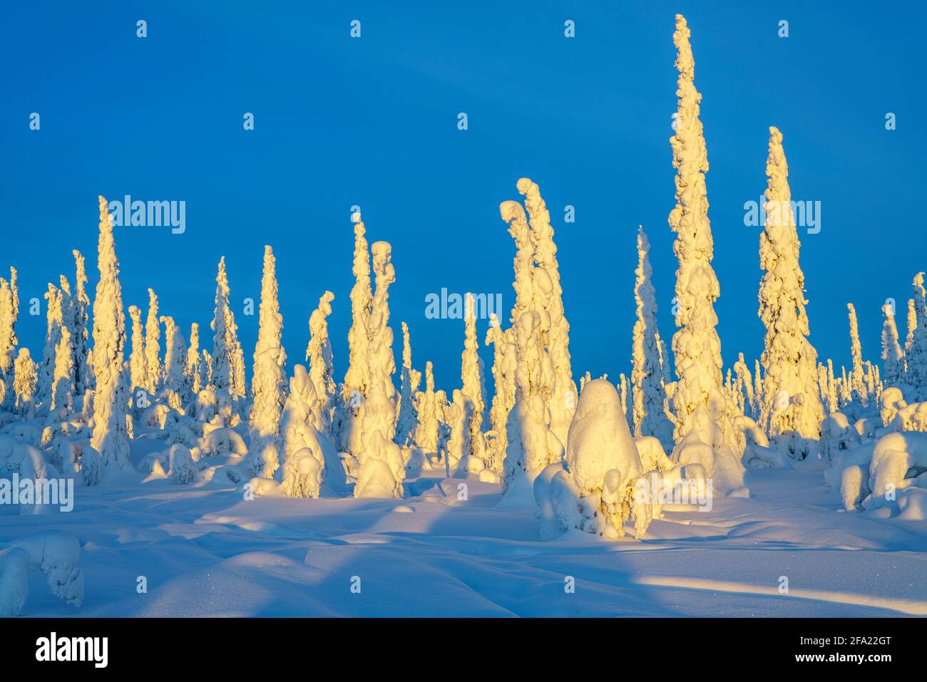 Winterlandschaft bei Sonnenuntergang mit blauem Himmel und viel Schnee auf den Bäumen, Schwedisch Lappland, Schweden Stockfoto