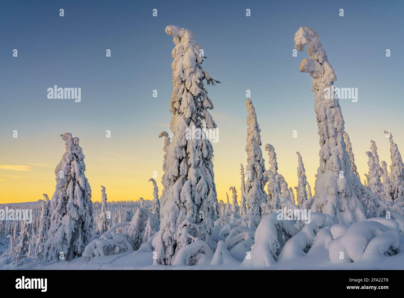 Winterlandschaft bei Sonnenuntergang mit viel Schnee auf den Bäumen und bunten Himmel, Gällivare County, Schwedisch Lappland, Schweden Stockfoto