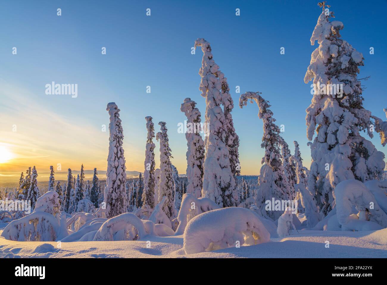 Winterlandschaft im direkten Licht mit viel Schnee auf den Bäumen, Gällivare County, Schwedisch Lappland, Schweden Stockfoto