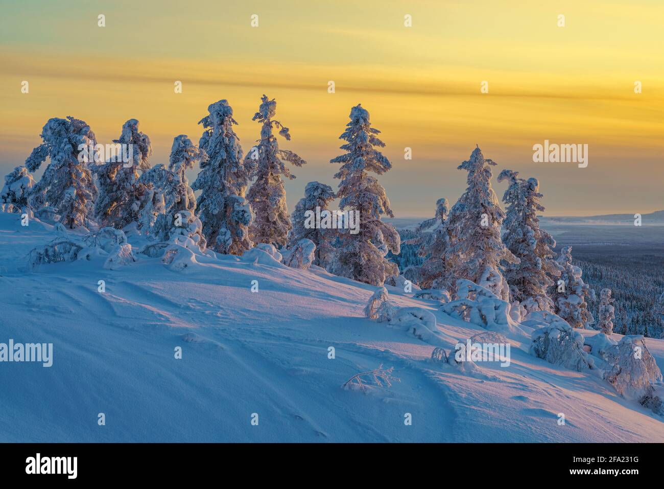 Winterlandschaft bei Sonnenuntergang mit buntem Himmel und viel Schnee auf den Bäumen, Schwedisch Lappland, Schweden Stockfoto