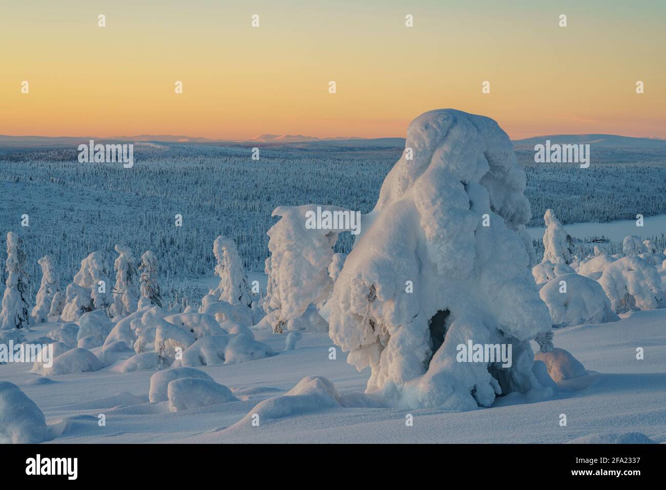 Winterlandschaft bei Sonnenuntergang mit viel Schnee auf den Bäumen und bunten Himmel, Gällivare County, Schwedisch Lappland, Schweden Stockfoto