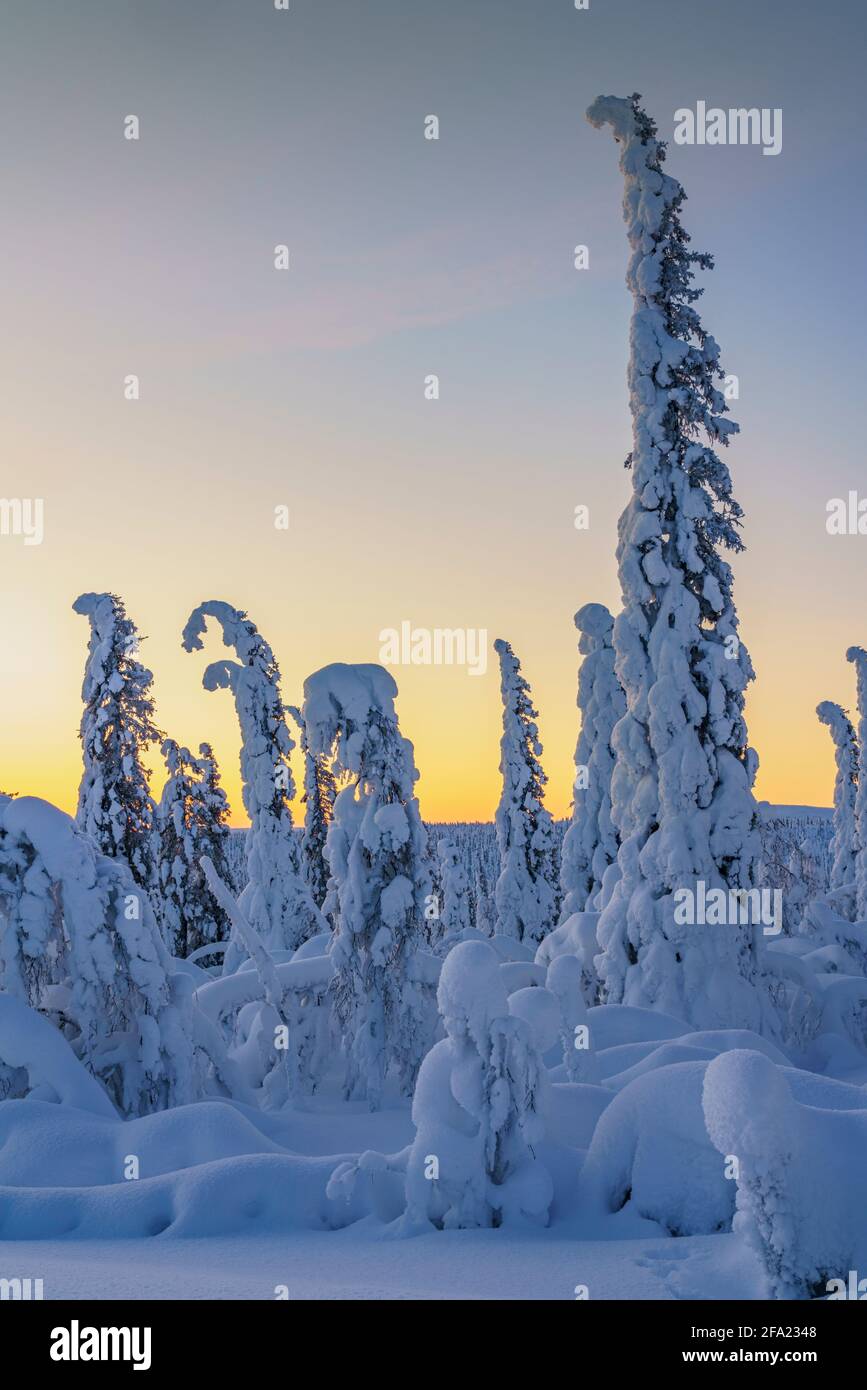 Winterlandschaft bei Sonnenuntergang im direkten Licht mit viel Schnee auf den Bäumen, Gällivare County, Schwedisch Lappland, Schweden Stockfoto