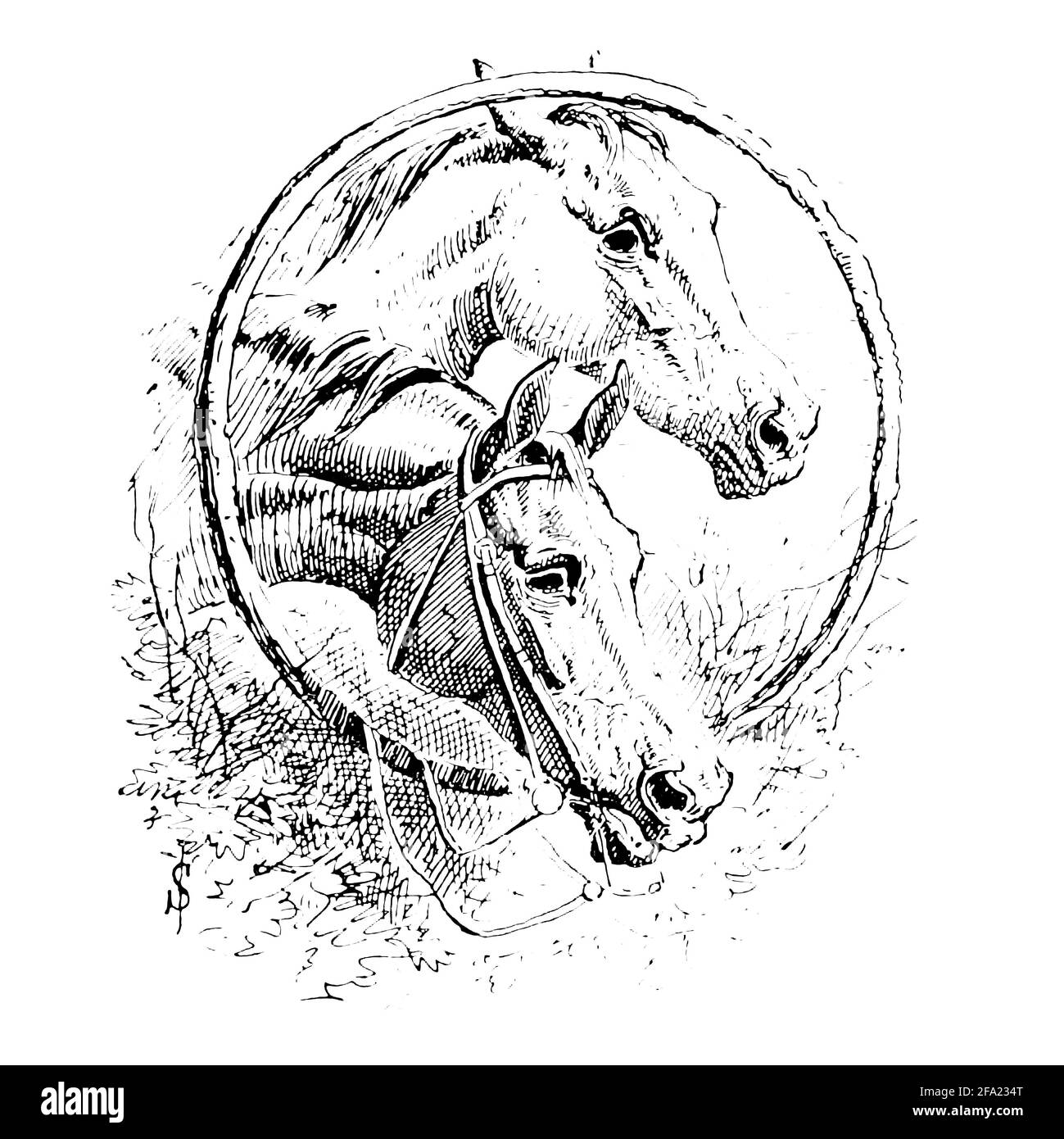 Fox Hunting Illustration aus dem Buch "The Best season on record" ausgewählt und neu veröffentlicht aus "The Field" von Captain Pennell-Elmhirst, Edward 1845-1916; illustriert von John Sturgess, Veröffentlicht in London von George Routledge and Sons 1884 Stockfoto