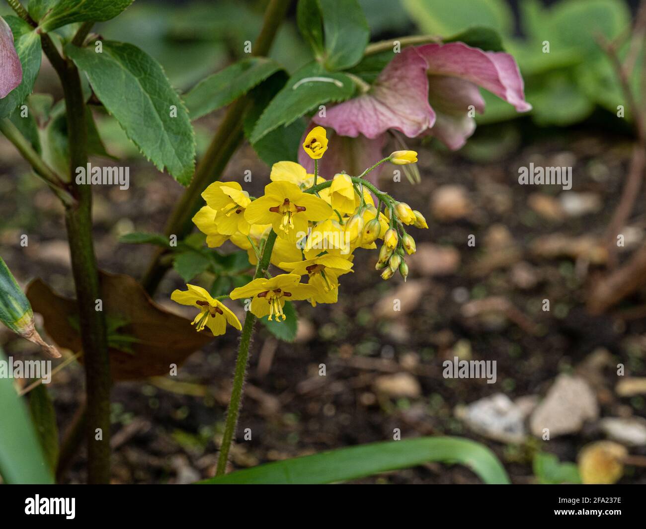 Eine Nahaufnahme der gelben Blüten von Epimedium pinnatum subsp. Colchicum Stockfoto