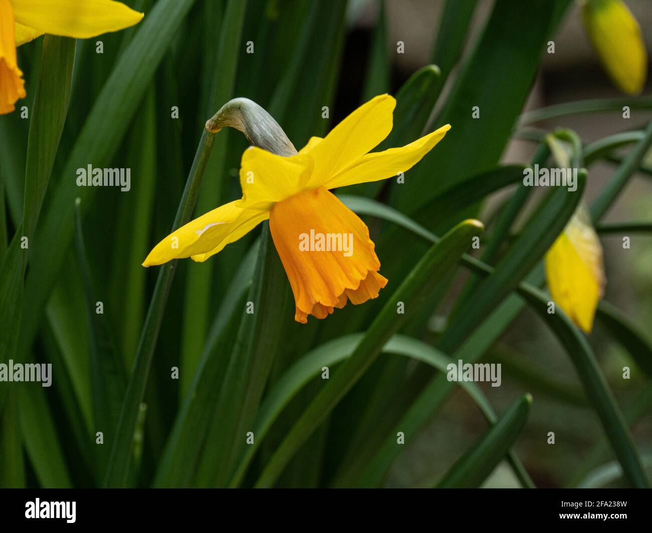 Eine Nahaufnahme einer einzigen Blume des Gelbfärbens Und Orange Zwerg Narzisse Jetfire Stockfoto