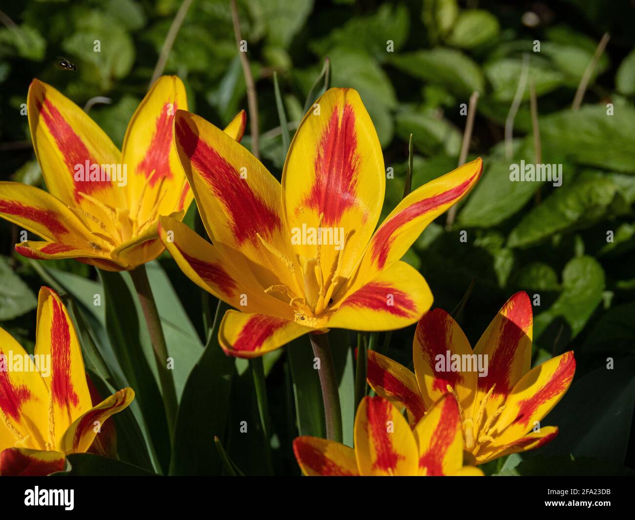 Eine kleine Gruppe der gelb gestreiften roten Blüten Tulip Spanische Flagge Stockfoto