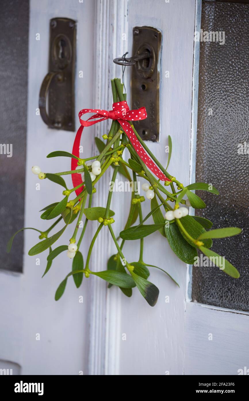 Mistel (Viscum Album subsp. Album, Viscum Album), kleiner Strauß Misteln, Dekoration an einer Schranktür, Deutschland Stockfoto