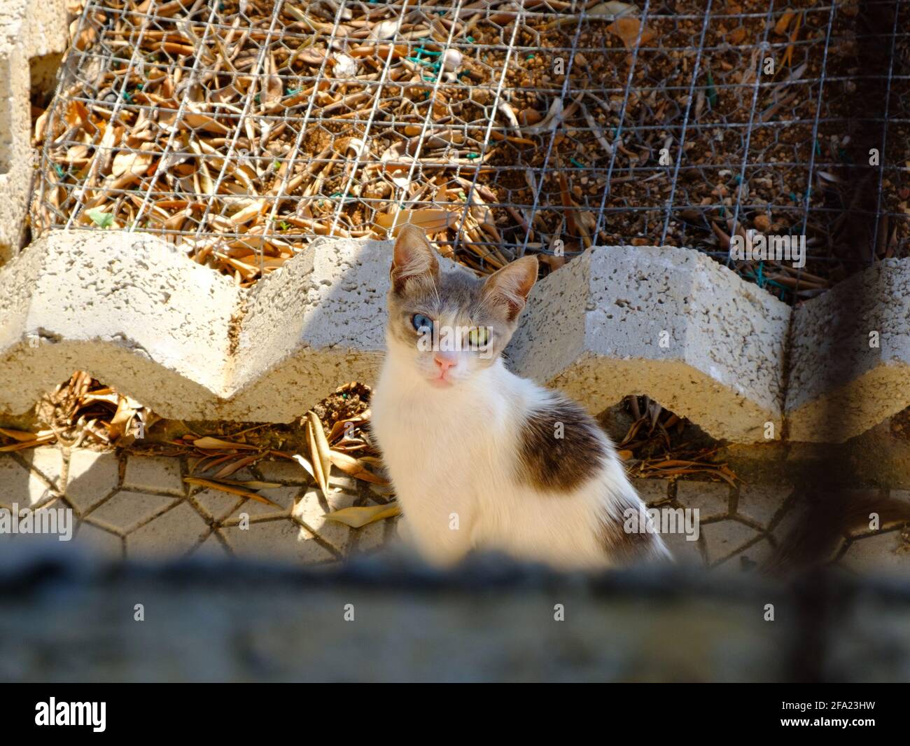 Katze mit kompletter Heterochromie, einem blauen und einem gelben Auge, Griechenland Stockfoto