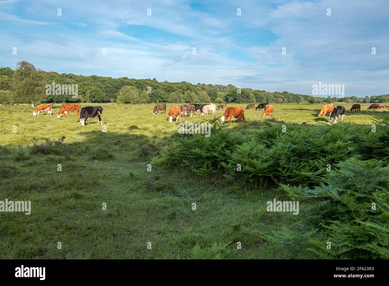 Kühe grasen im New Forest, Hampshire, England Stockfoto