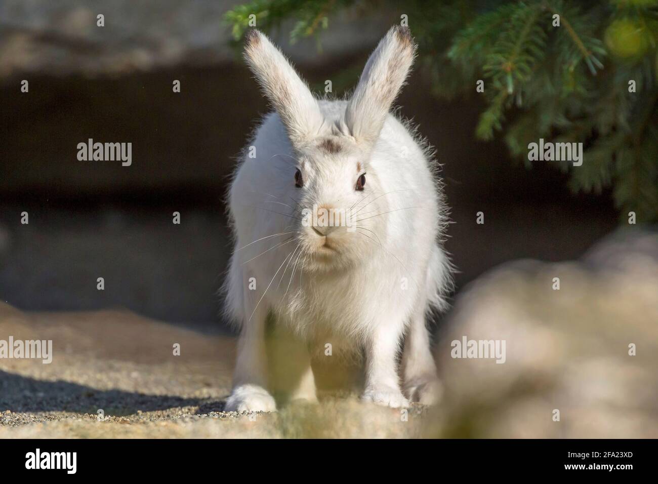 Alpenhase, Blauhase, Berghase, Weißhase, Eurasischer Arktischhase (Lepus timidus varronis, Lepus varronis), Blick in die Kamera, Stockfoto