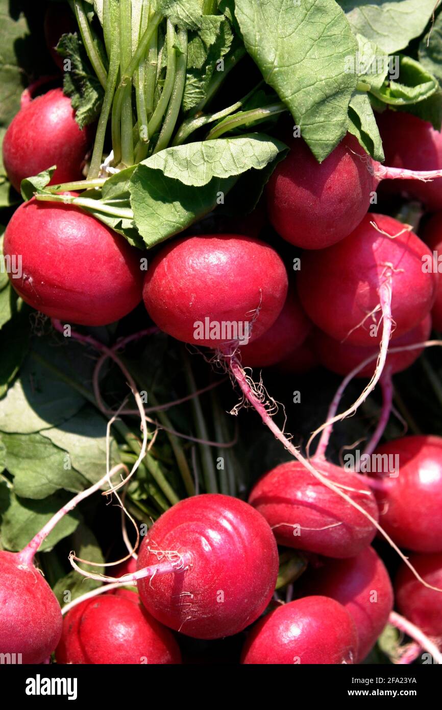 Gartenradish (Raphanus sativus), frischer Rettich auf dem Markt Stockfoto