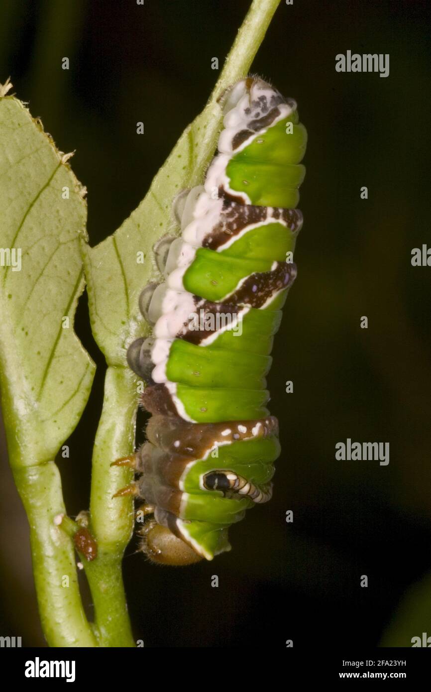 Scharlachrote mormonen (Papilio rumanzovia), Raupe kopflang an einem Pflanzenstamm, Seitenansicht Stockfoto