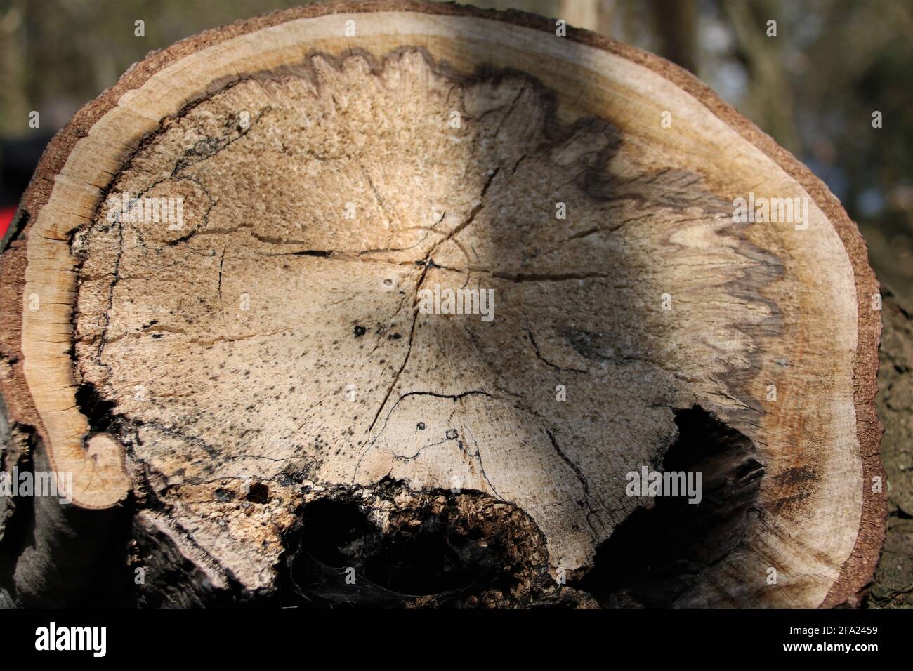 Stumpf eines abgeschnittenen Baumes mit Altersringen Stockfoto