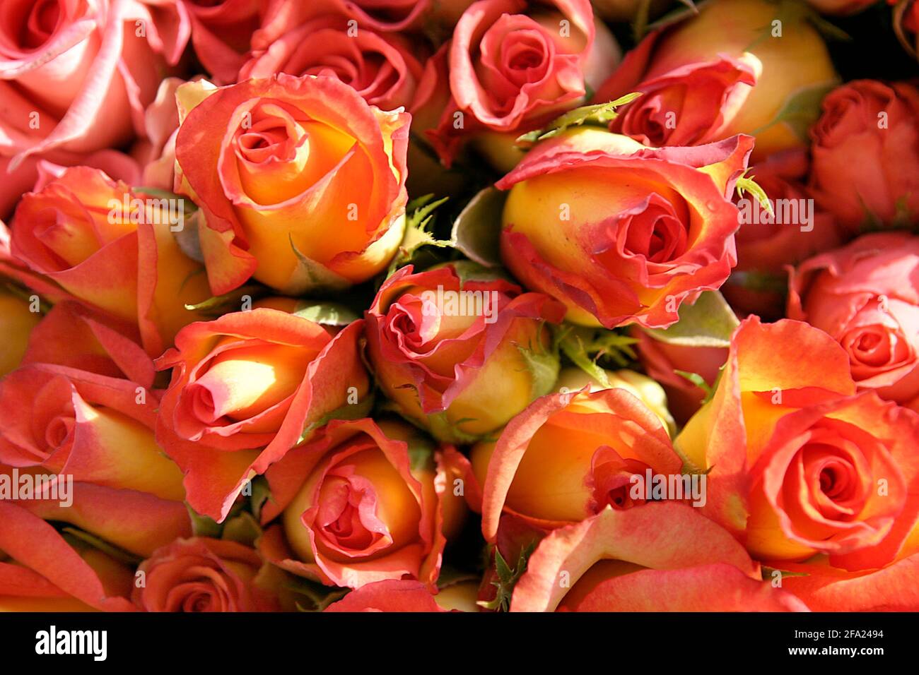 Rote Rosen Stockfoto