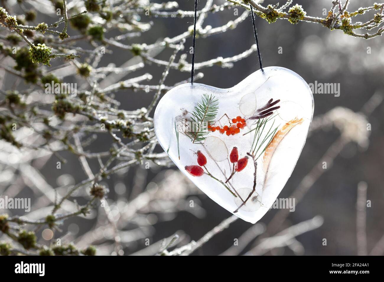 Herz aus Eis mit umschlossenen natürlichen Materialien wie Hagebutten, Zweigen, Federn, Vogelbeeren, Silberblatt, Deutschland Stockfoto