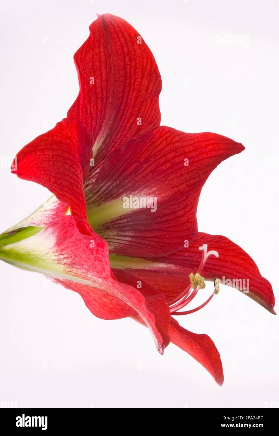 amaryllis (Hippeastrum-Braut), Blume, Ausschnitt Stockfoto