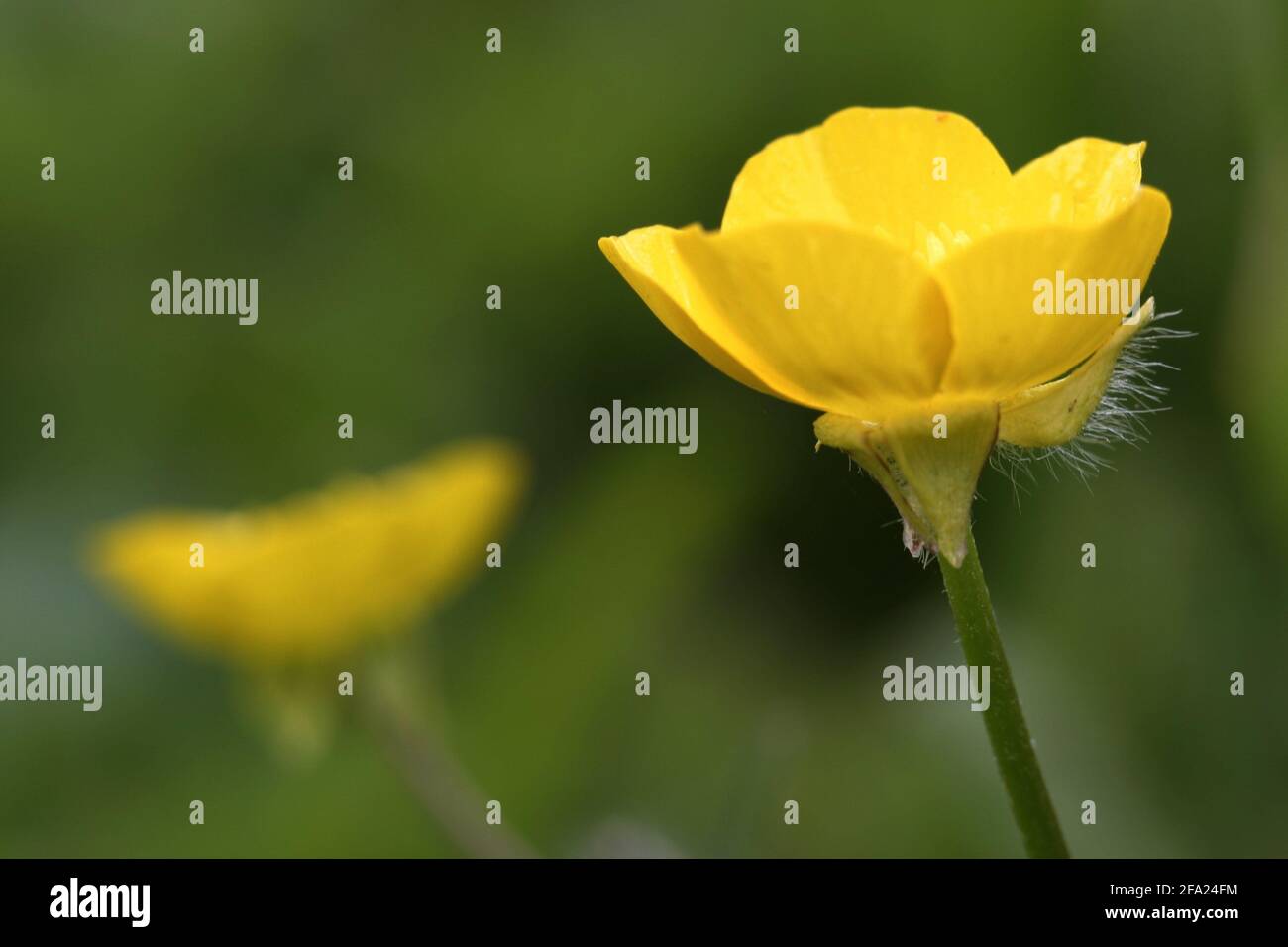 Knollenbutterhals (Ranunculus bulbosus), Blüten, Österreich Stockfoto