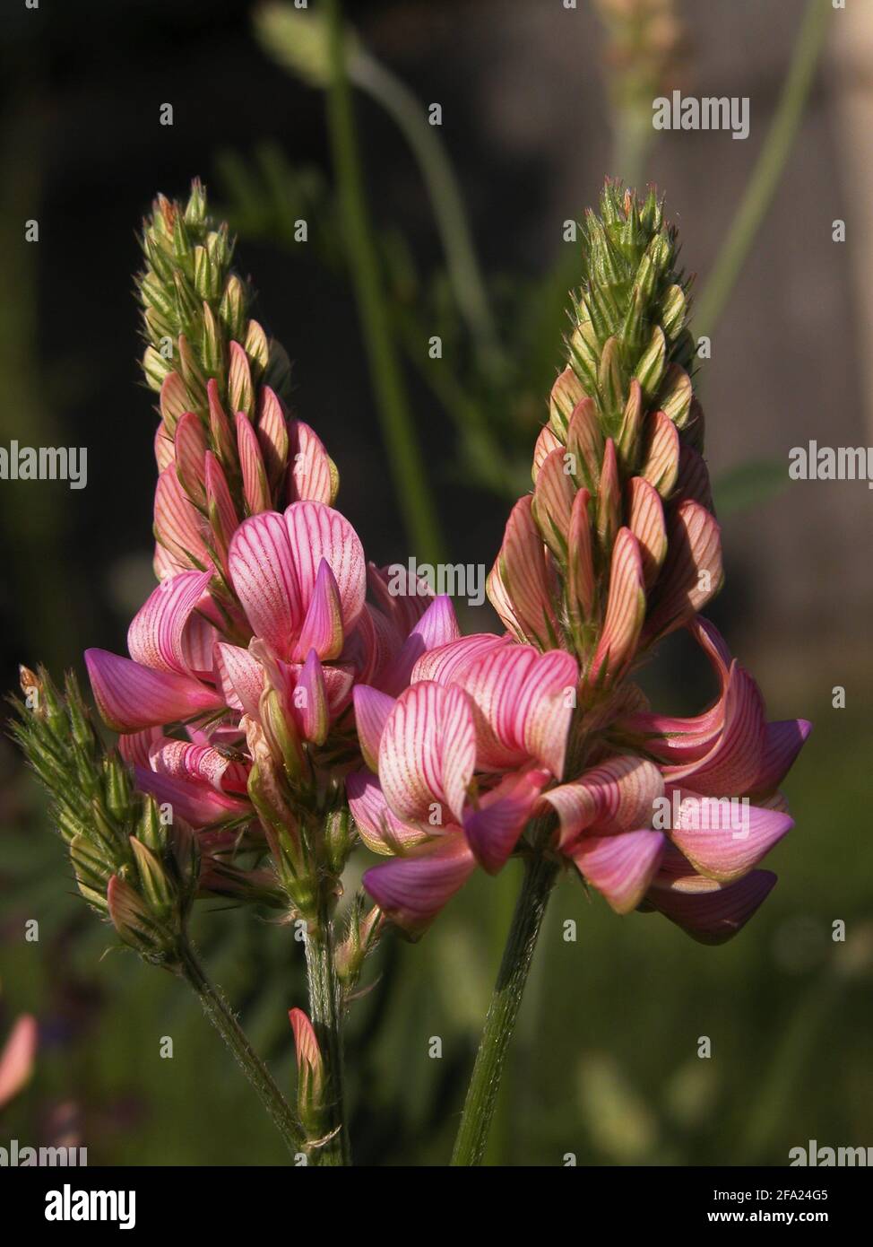 Gewöhnliches Sainfoin (Onobrychis viciifolia), blühend, Österreich Stockfoto