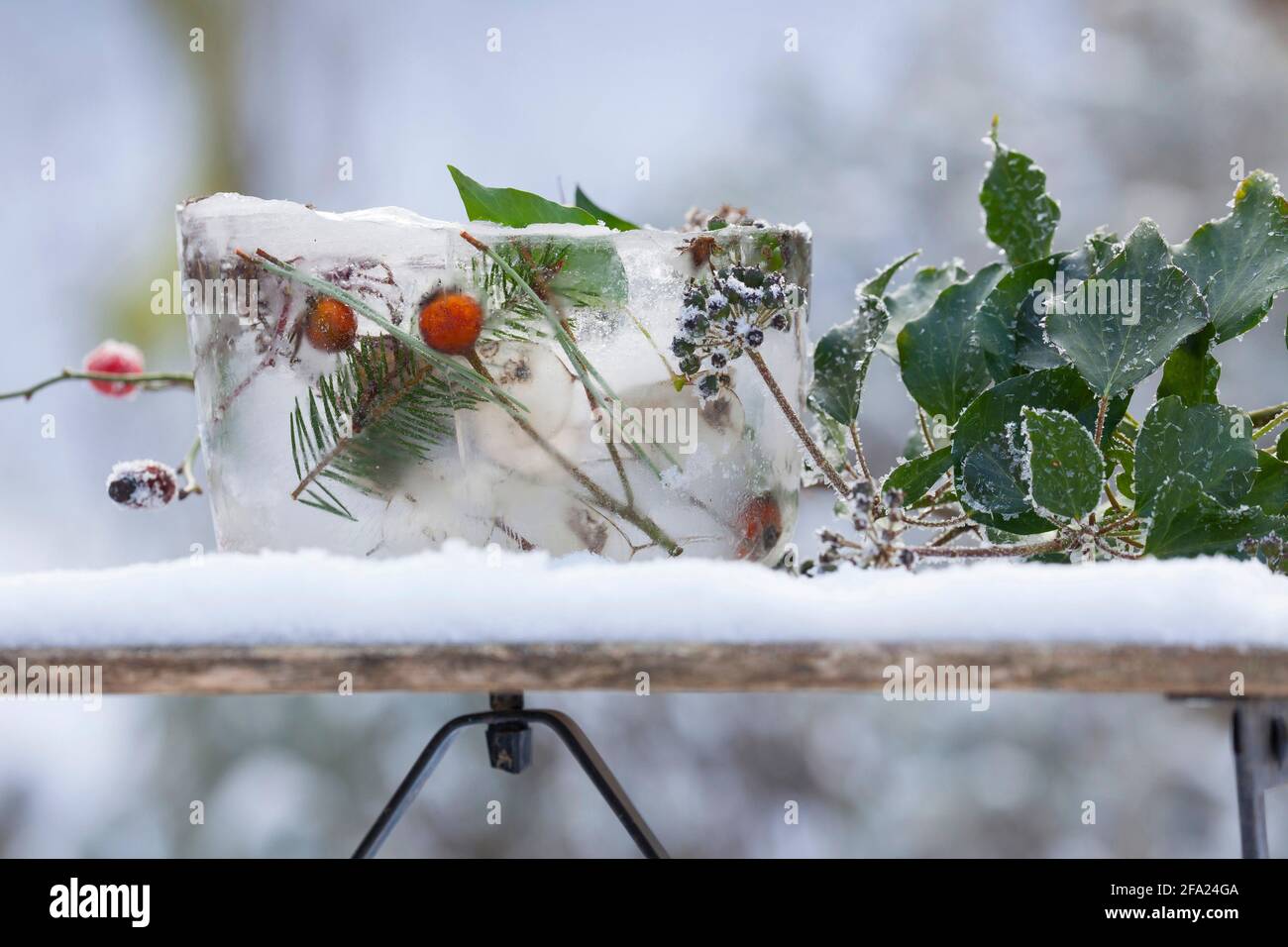 Eislaterne, Kerze brennt in einer Eisschüssel, die mit gefrorenen natürlichen Materialien verziert ist, die im Eis, Deutschland, eingeschlossen sind Stockfoto