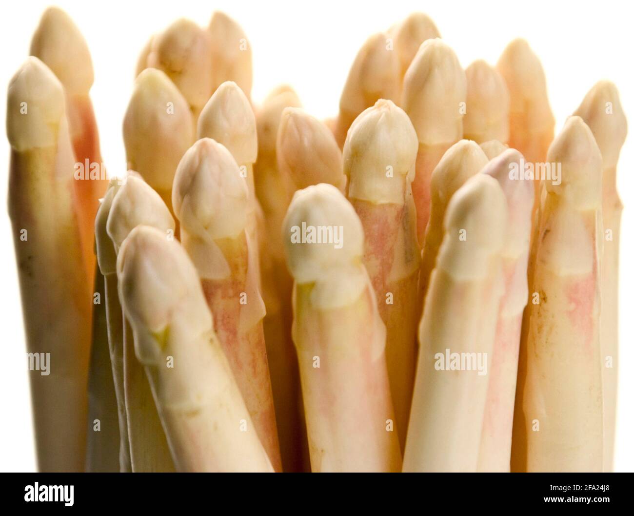 Gartensparagus, Spargelgras, Wildsparagus (Asparagus officinalis), Spargelspitzen Stockfoto