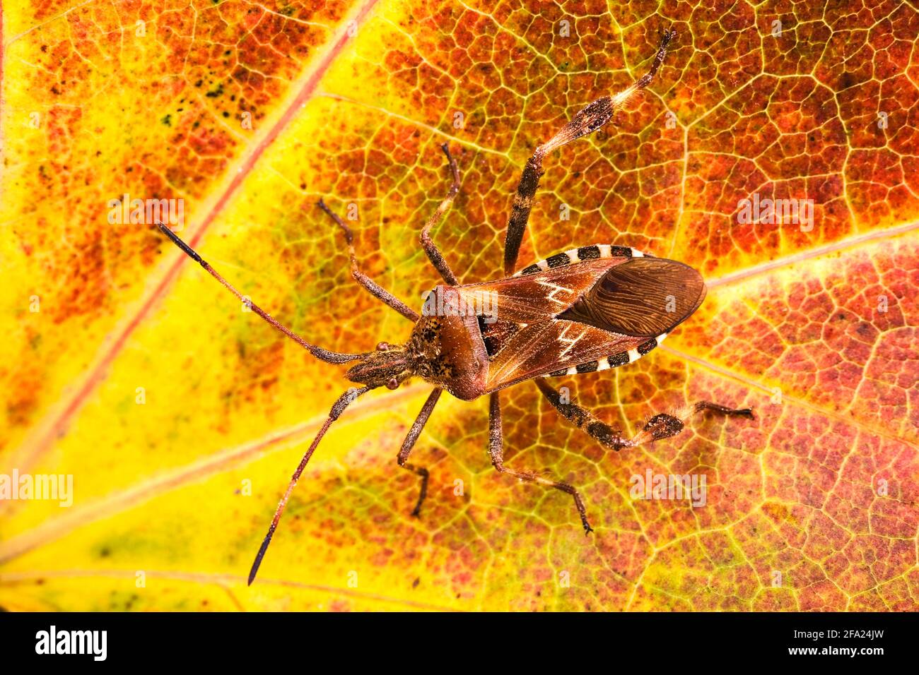 Westlicher Koniferkäfer (Leptoglossus occidentalis), sitzt auf einem Blatt, Österreich Stockfoto