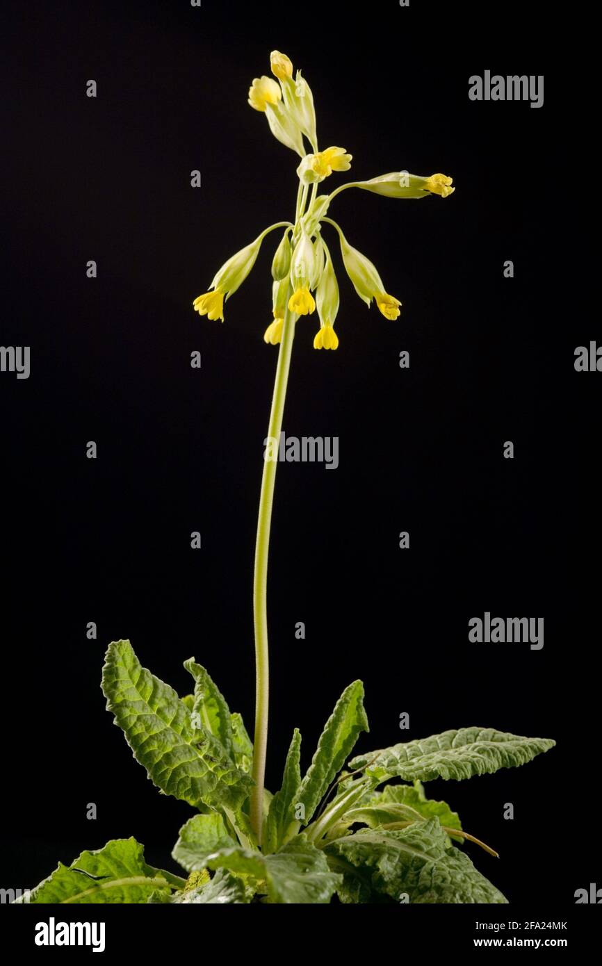 Kuhslip, Kuhslip, Kuhslip-Primel (Primula veris, Primula officinalis), blühend vor schwarzem Hintergrund Stockfoto