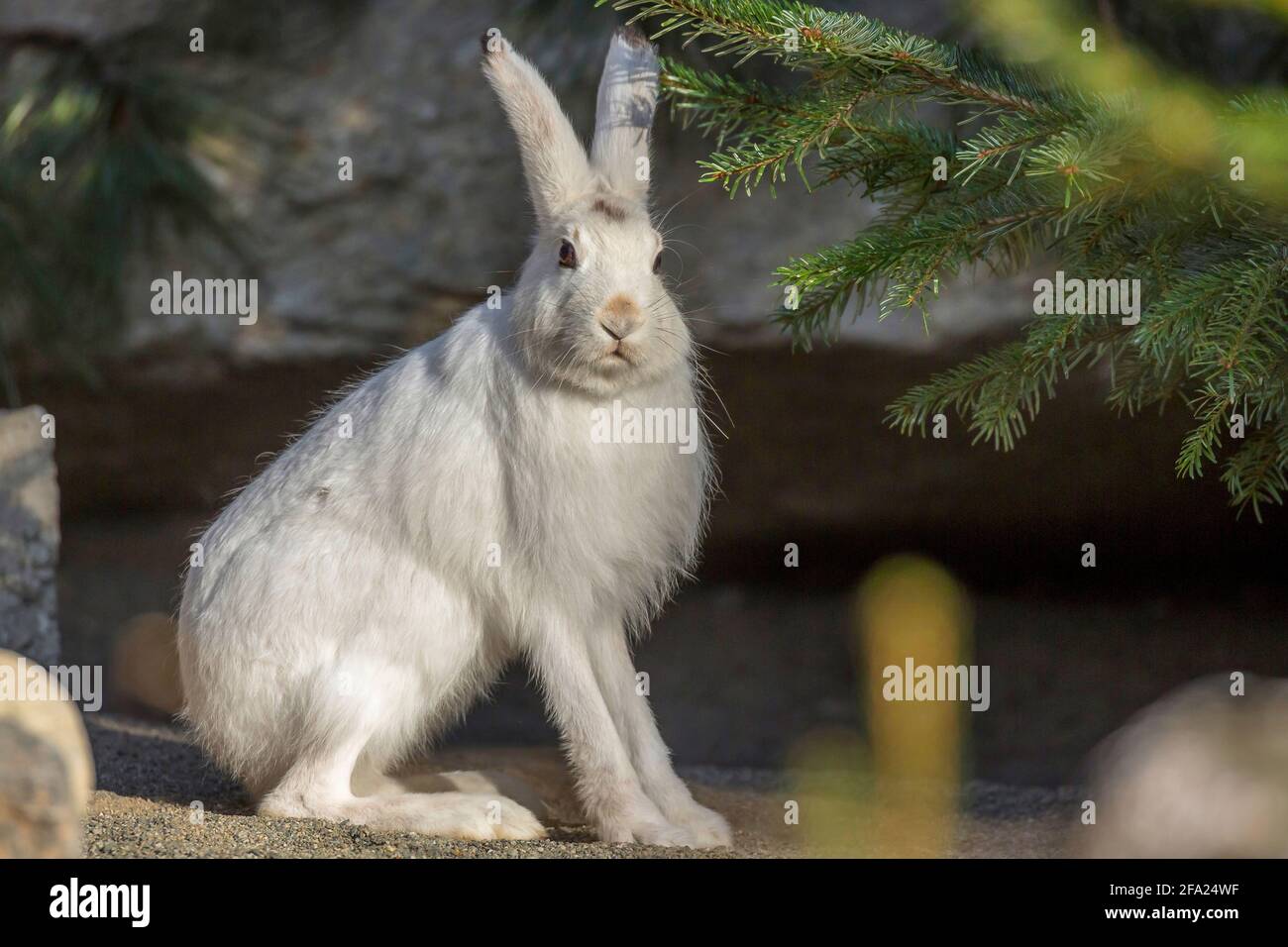 Alpenhase, Blauhase, Berghase, Weißhase, Eurasischer Arktischhase (Lepus timidus varronis, Lepus varronis), sitzt vor einem Felsen Stockfoto