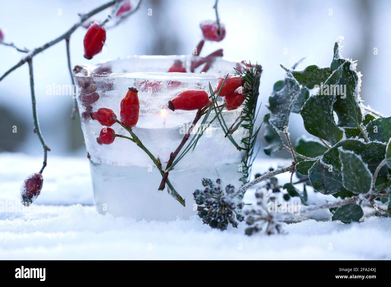 Eislaterne, Kerze brennt in einer Eisschüssel, die mit gefrorenen natürlichen Materialien verziert ist, die im Eis, Deutschland, eingeschlossen sind Stockfoto