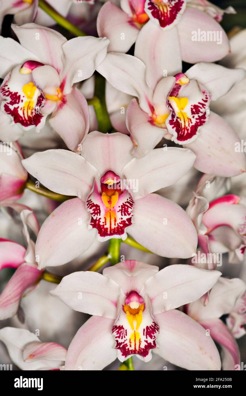 Rosa Orchideen Blüten Stockfoto