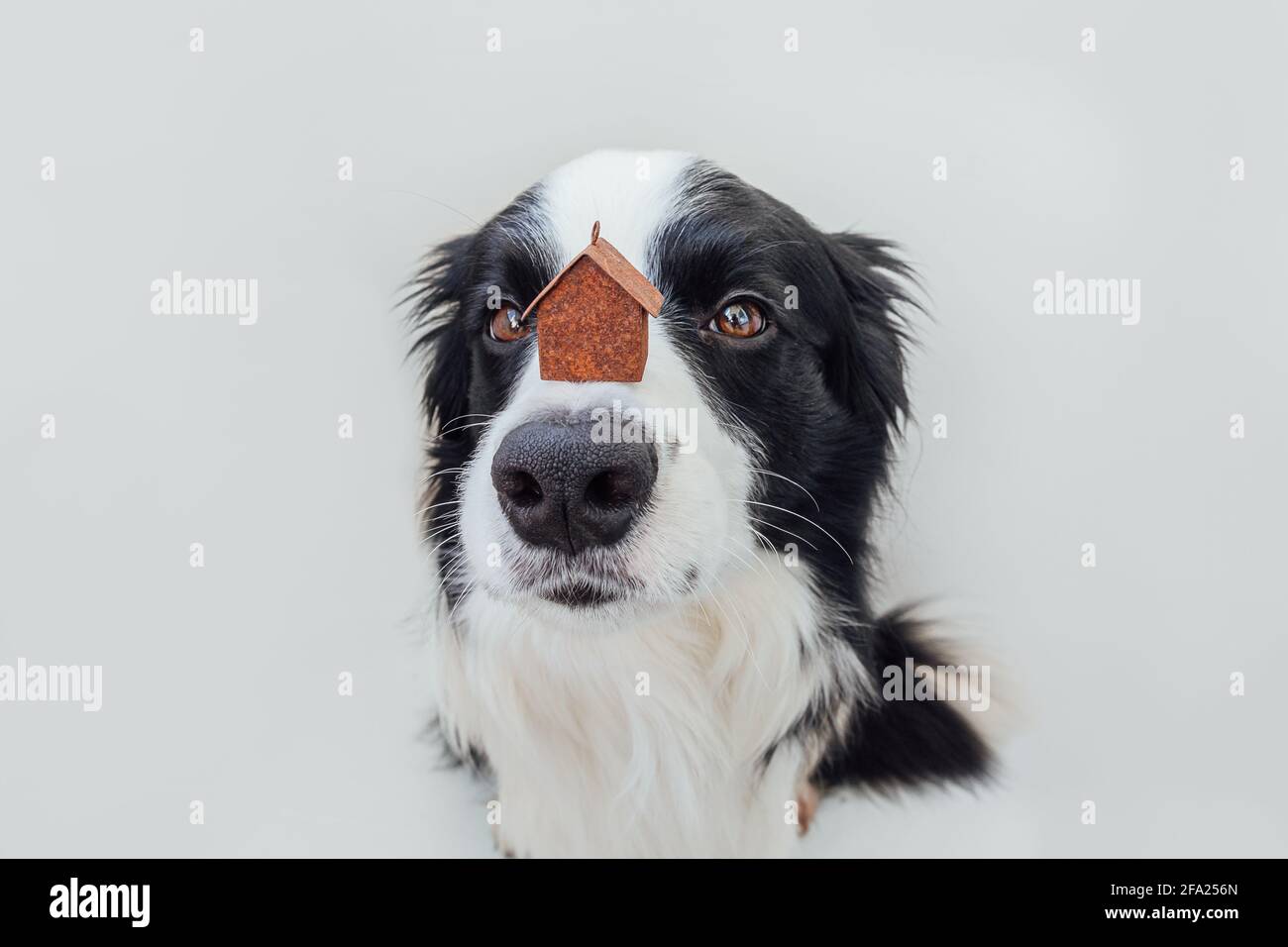 Lustige Porträt von niedlichen Welpen Hund Grenze Collie hält Miniatur-Spielzeug Modell Haus auf Nase isoliert auf weißem Hintergrund. Immobilien Hypothek Immobilien s Stockfoto