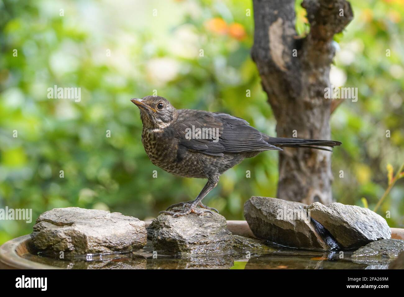 Junge Amsel (Turdus merula), die in einem Garten trinkt. Spanien. Stockfoto