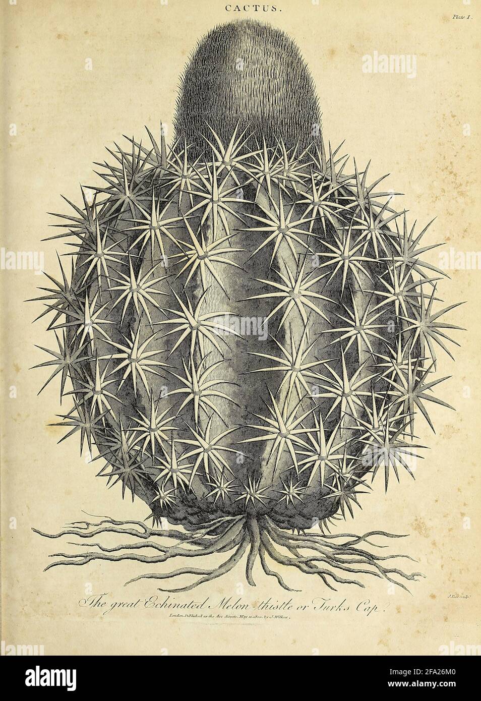 Der große Echinierte Melonendistel oder die Türkenkappe Kupferstich aus der Encyclopaedia Londinensis OR, Universelles Wörterbuch der Künste, Wissenschaften und Literatur; Band III; herausgegeben von Wilkes, John. Veröffentlicht 1810 in London Stockfoto