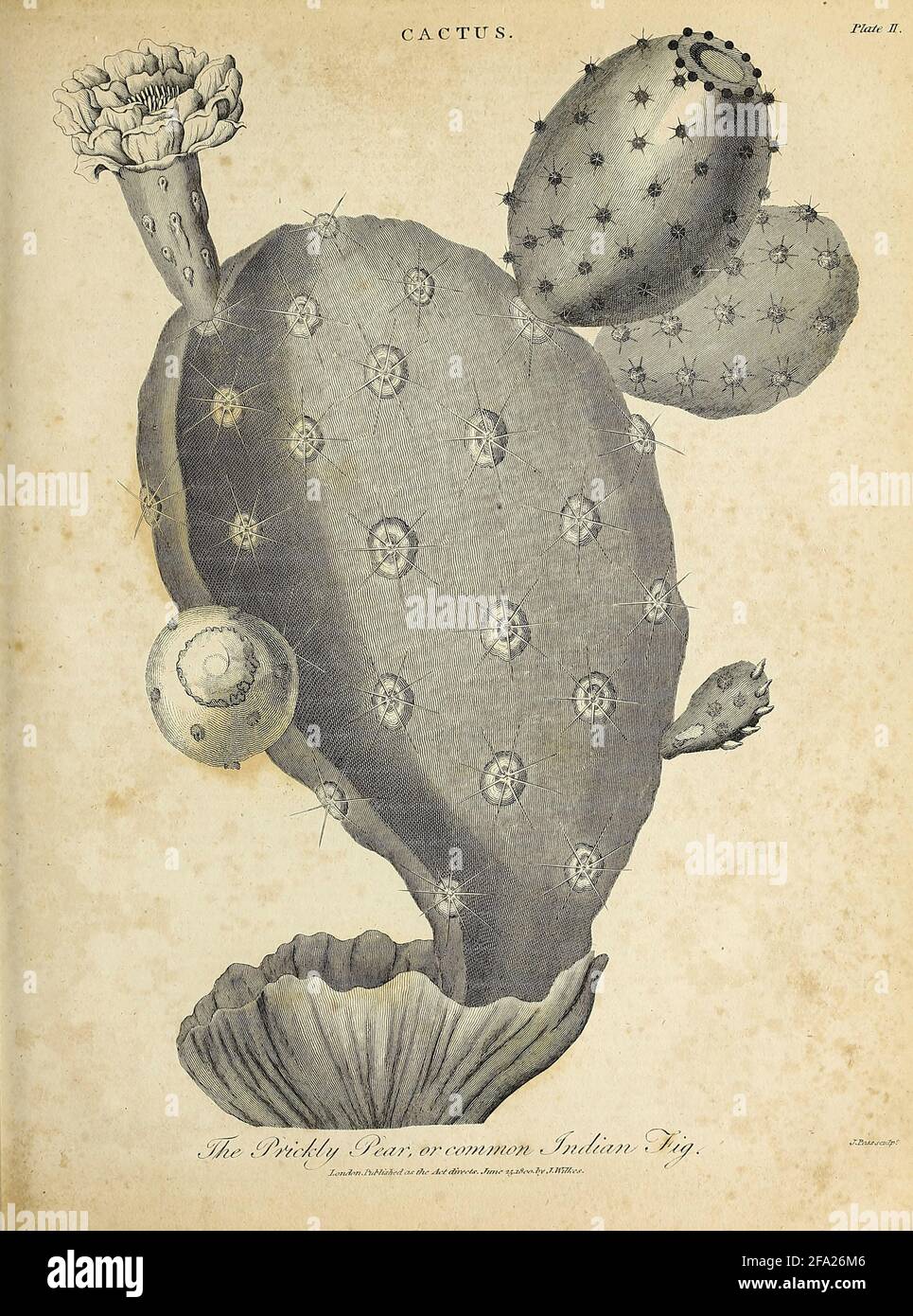 Der Kupferstich der Prickly Pear oder Common Indian Fig Kupferplatte aus der Encyclopaedia Londinensis OR, Universal Dictionary of Arts, Sciences, and literature; Band III; herausgegeben von Wilkes, John. Veröffentlicht 1810 in London Stockfoto