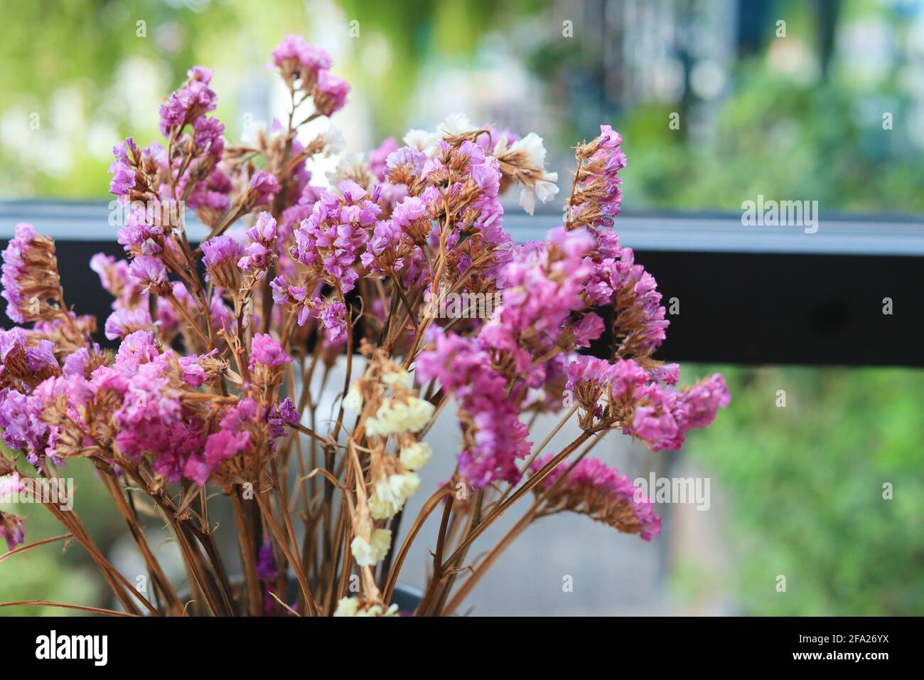 Die purpurne Blume ist gegen das Fenster Stockfoto